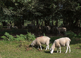 Sheep grazing on the Ashdown next to the Hollies car park.  Ashdown Forest, 6 September 2012.