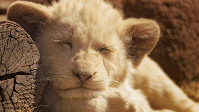 sleep-lion-cub-animal-pictures