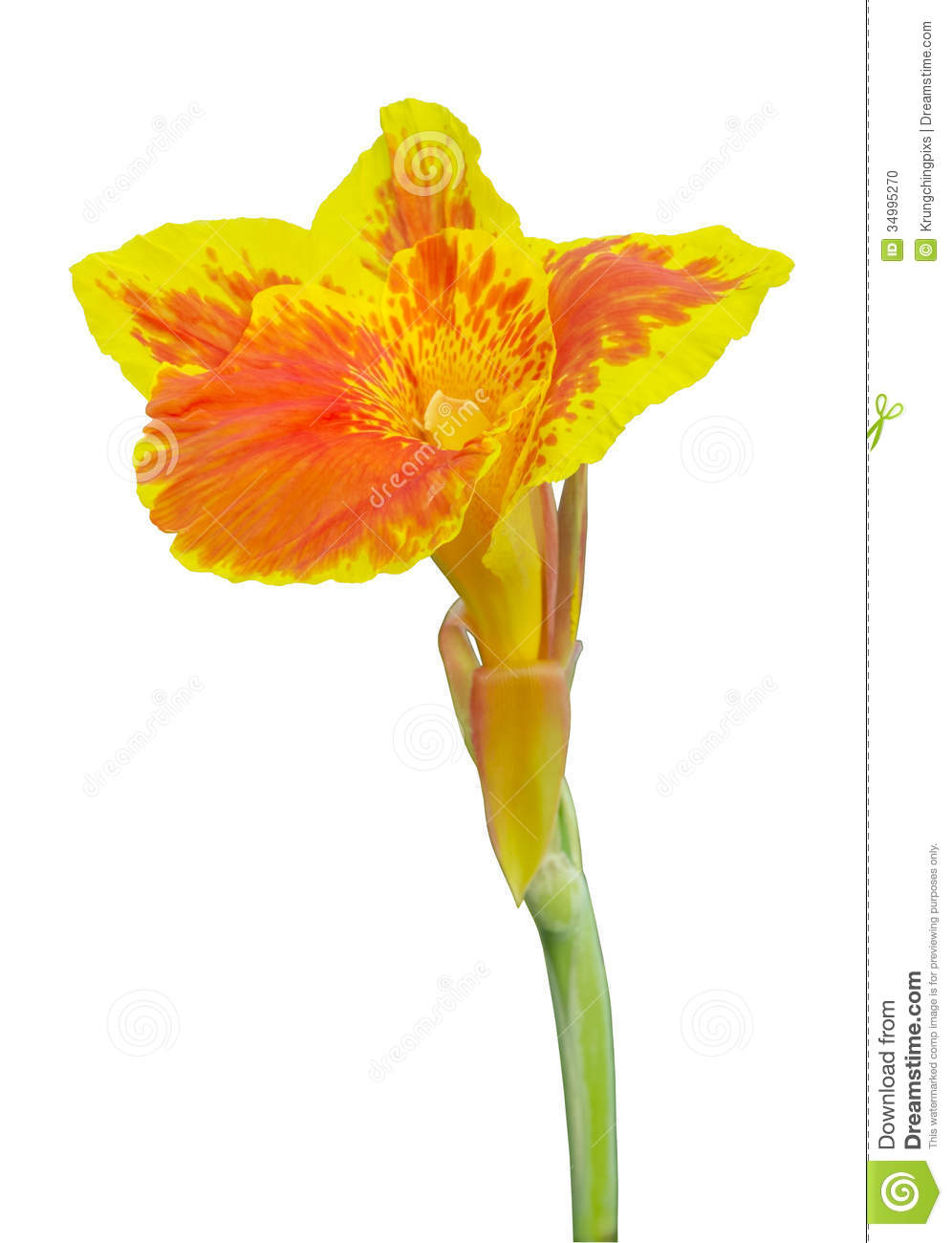 Class Xi Biology Chapter 5 Morphology Of Flowering Plants