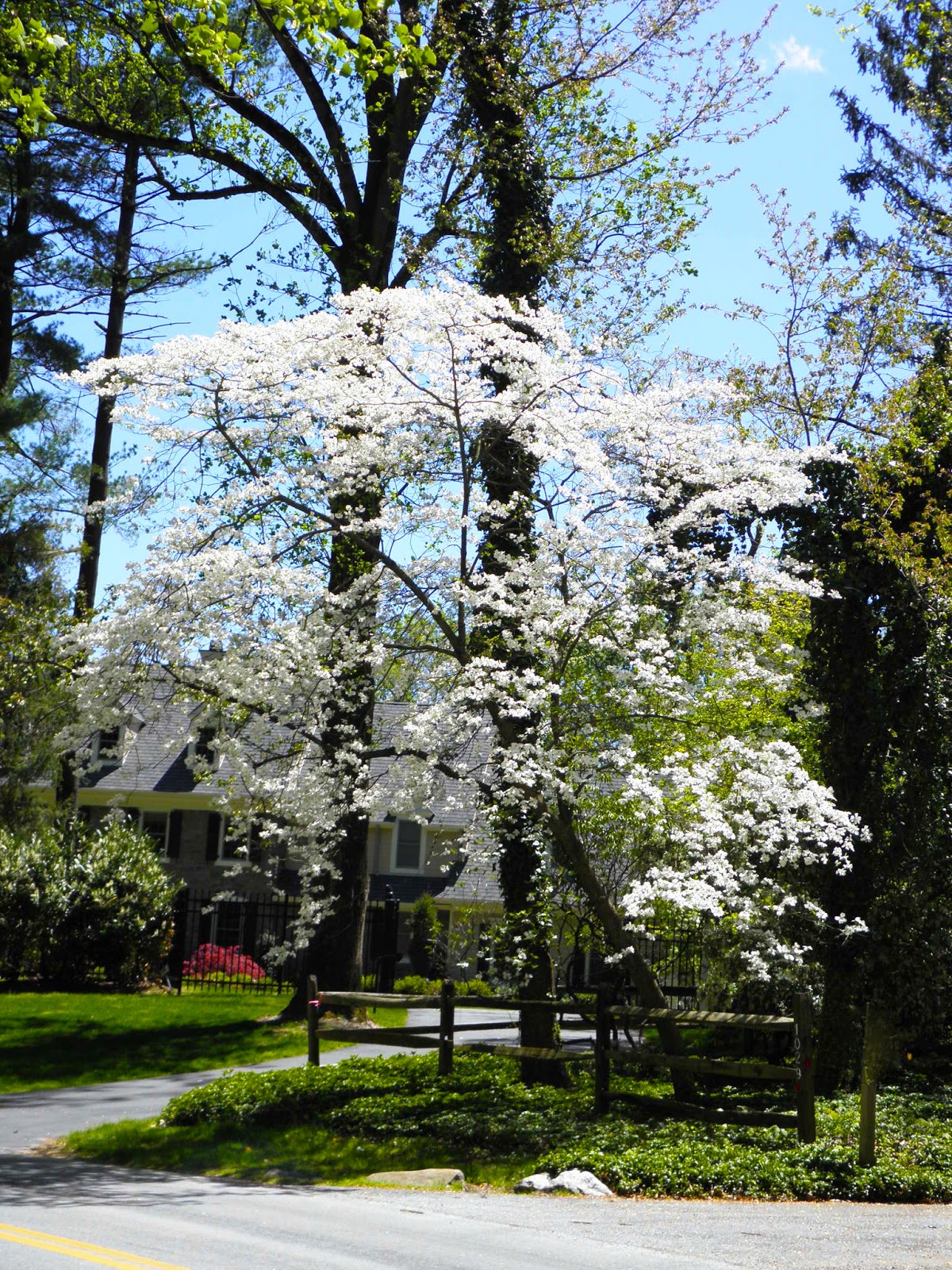 Dogwoods in May