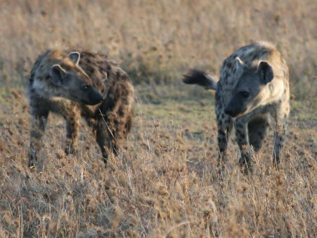 Hyenas ~ World of photography