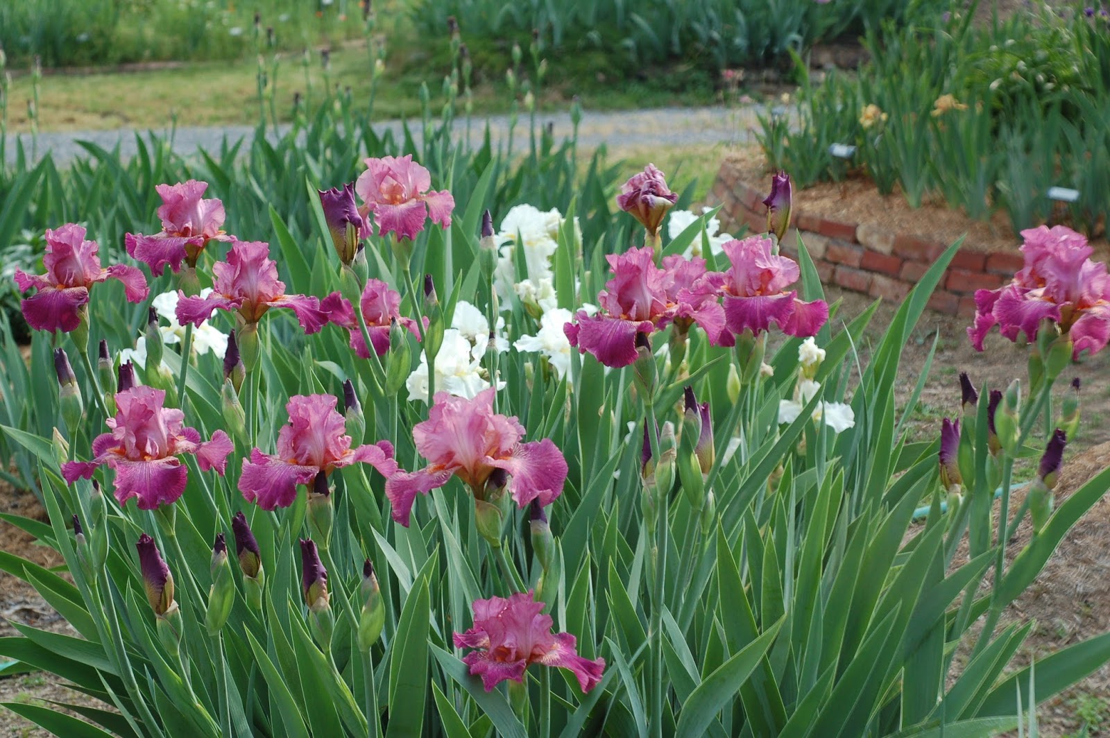 World of Irises Reblooming Irises A Love Affair