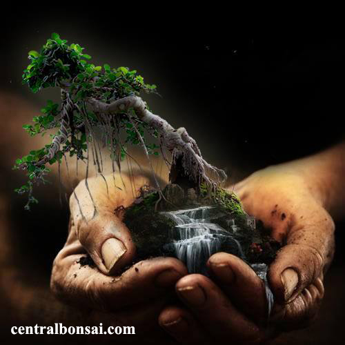 Beberapa Cara Membuat Bakalan Bonsai Unik