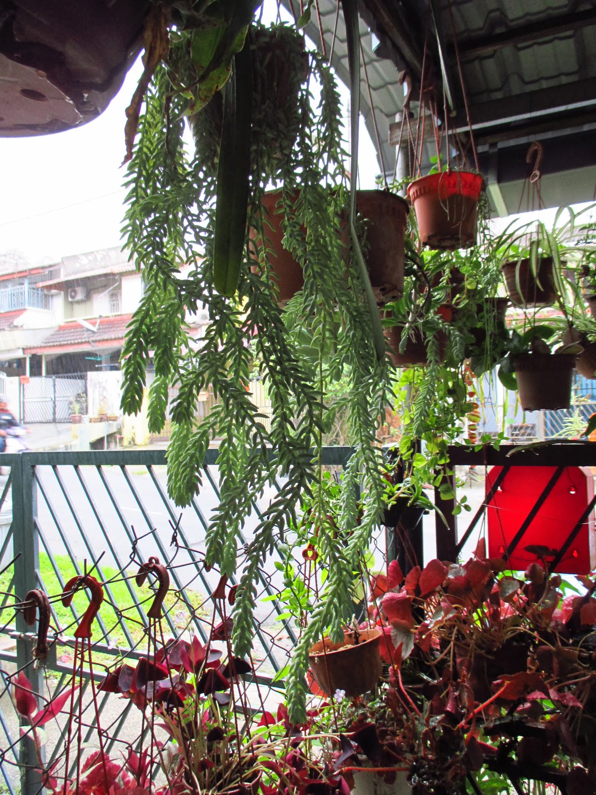 Garden Chronicles : Cactus, Succulents and like.