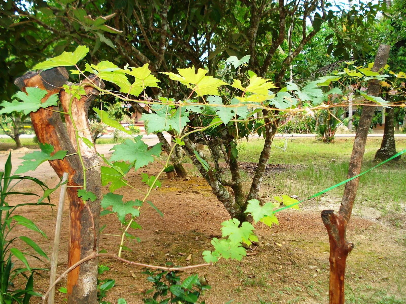 Daun Pokok Anggur Malaysia : Makanan dan minuman tentunya merupakan