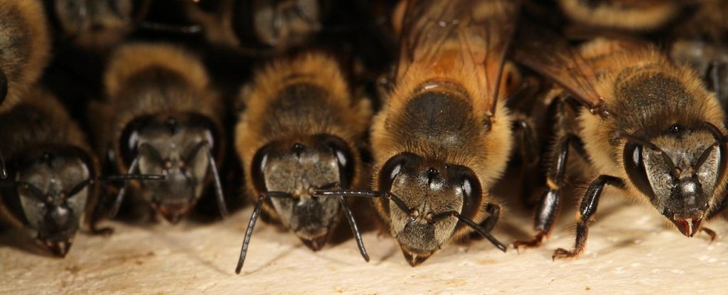 Bees Are Able To Understand A Symbolic Language For Mathematics, According To An Experiment