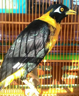 Suara Burung Mino Emas (Golden Myna) Suara Burung Mino Emas (Golden Myna)