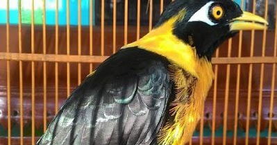 Suara Burung Mino Emas Golden Myna Panduan Burung