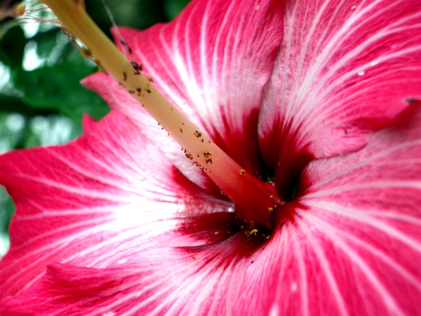Tropical Flowers Wallpapers Tropical Flowers Wallpapers