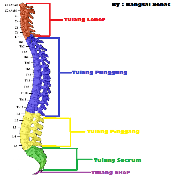 Anatomi Sistem Rangka Tubuh Manusia, Lengkap Dengan Gambar Petunjuk