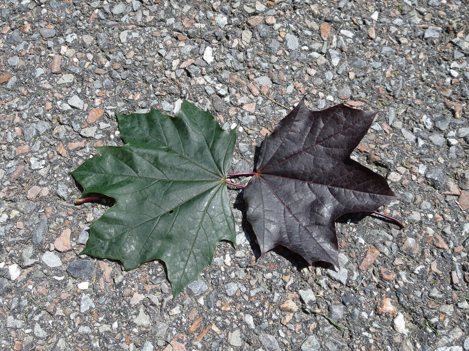 Maynard Life Outdoors And Hidden History Of Maynard July 2018