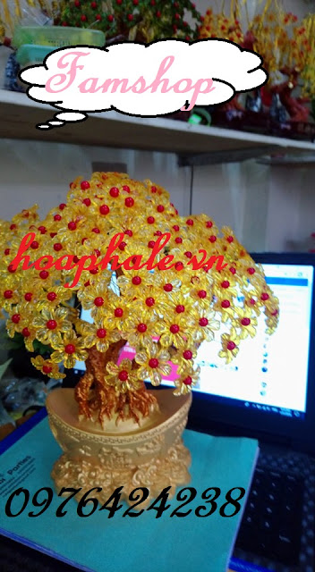 Cửa hàng cây kim tiền ở Hoàng Mai Cua hang cay kim tien o Hoang Mai