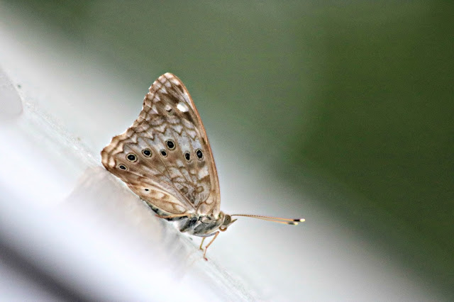 speckled wood butterfly