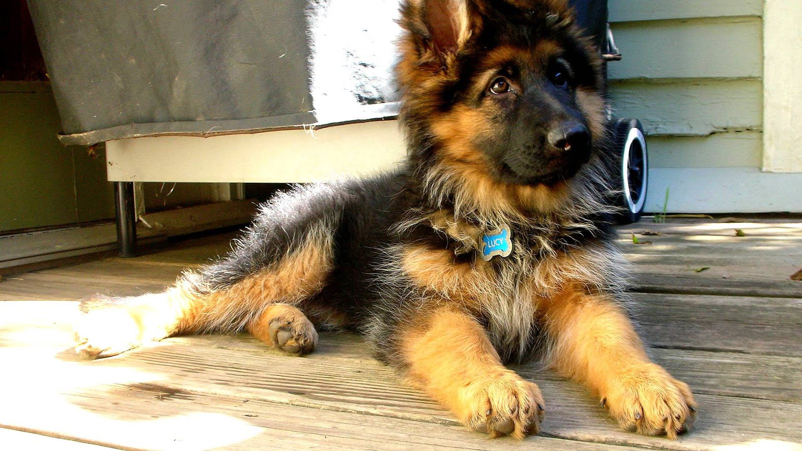 panda-german-shepherds-german-choices