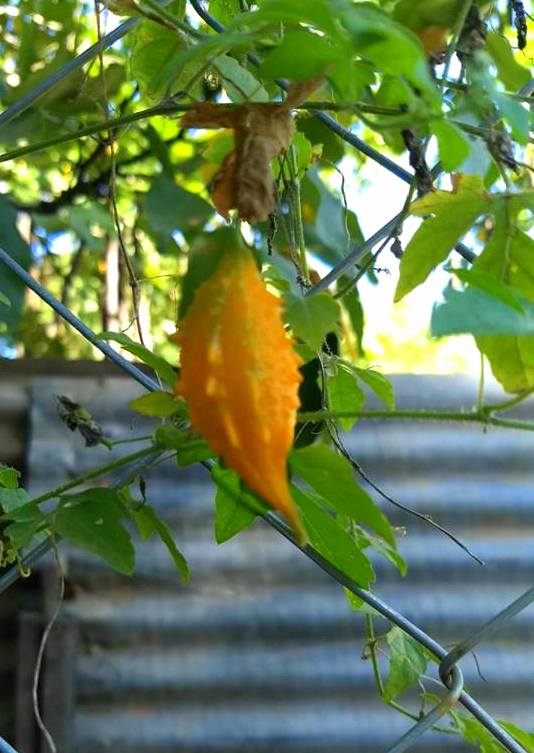 v e r d e c h a c o Balsamina / Cundeamor / Melón amargo