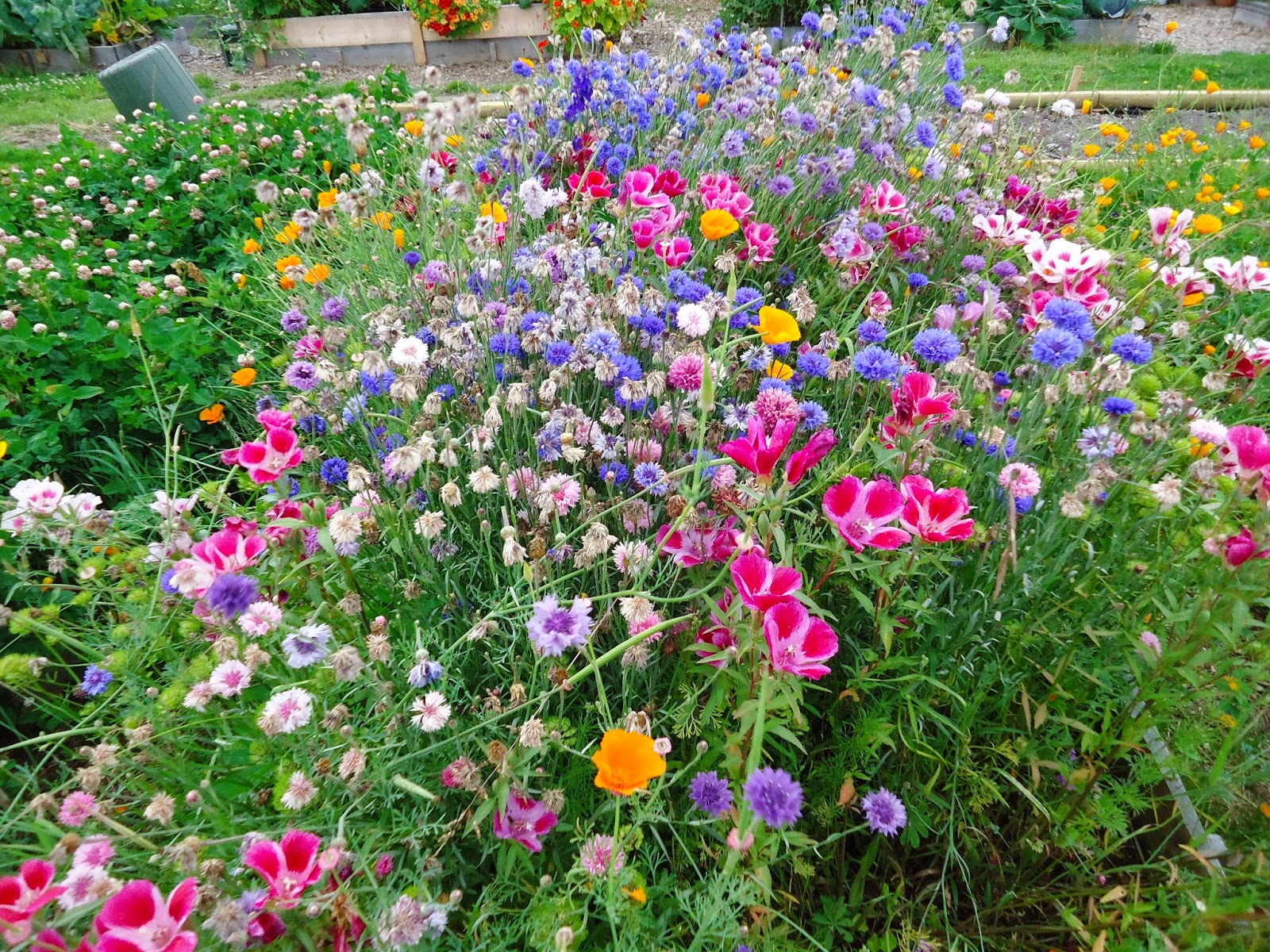 Wildflower Garden Ideas Homsgarden