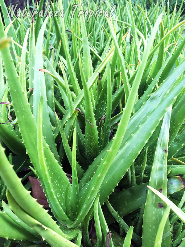 Planta Aloe vera, Sábila