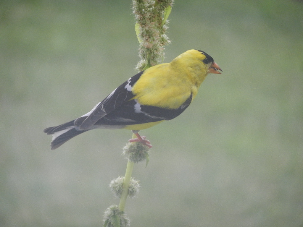 Sizzling Indian Recipes.....: Images and video of female American