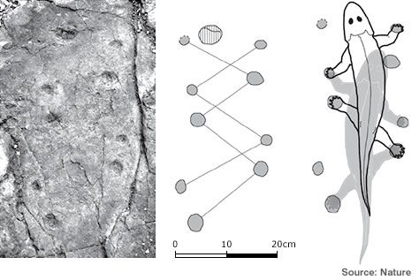 Hudson Valley Geologist: Earliest tetrapod trackway