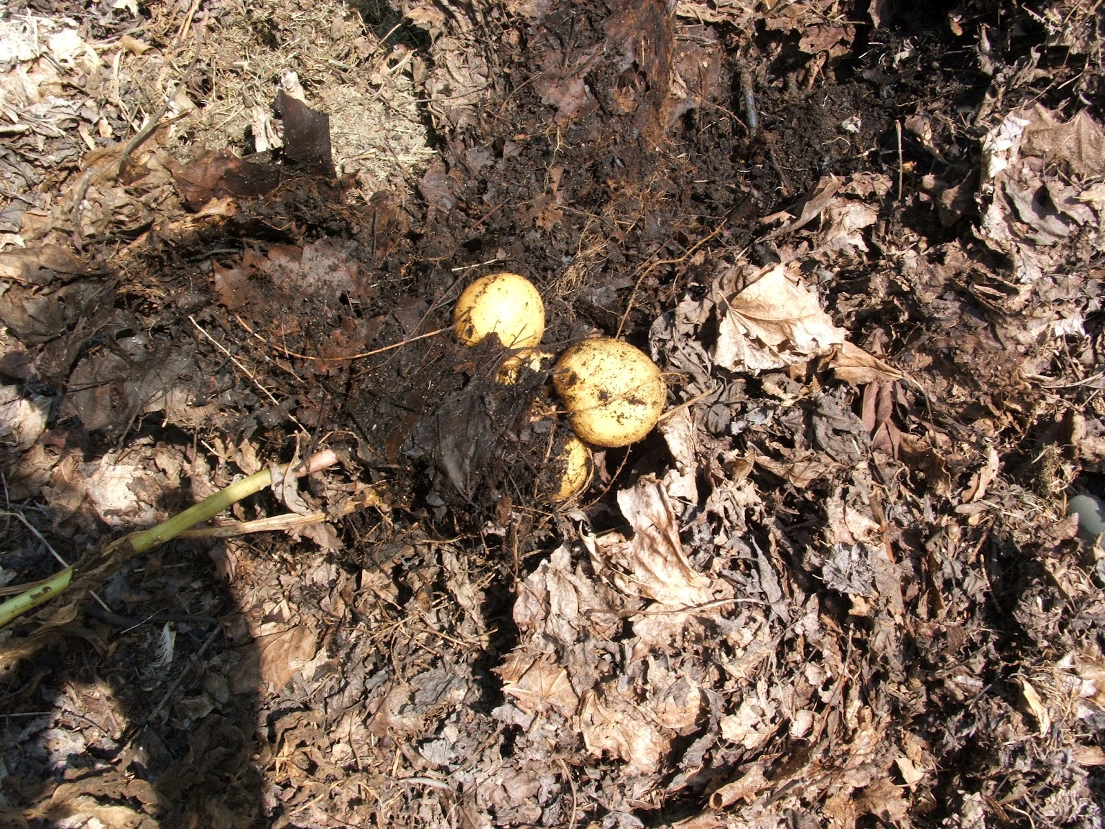 God's Growing Garden Planting Potatoes in a Compost Pile THE RESULTS