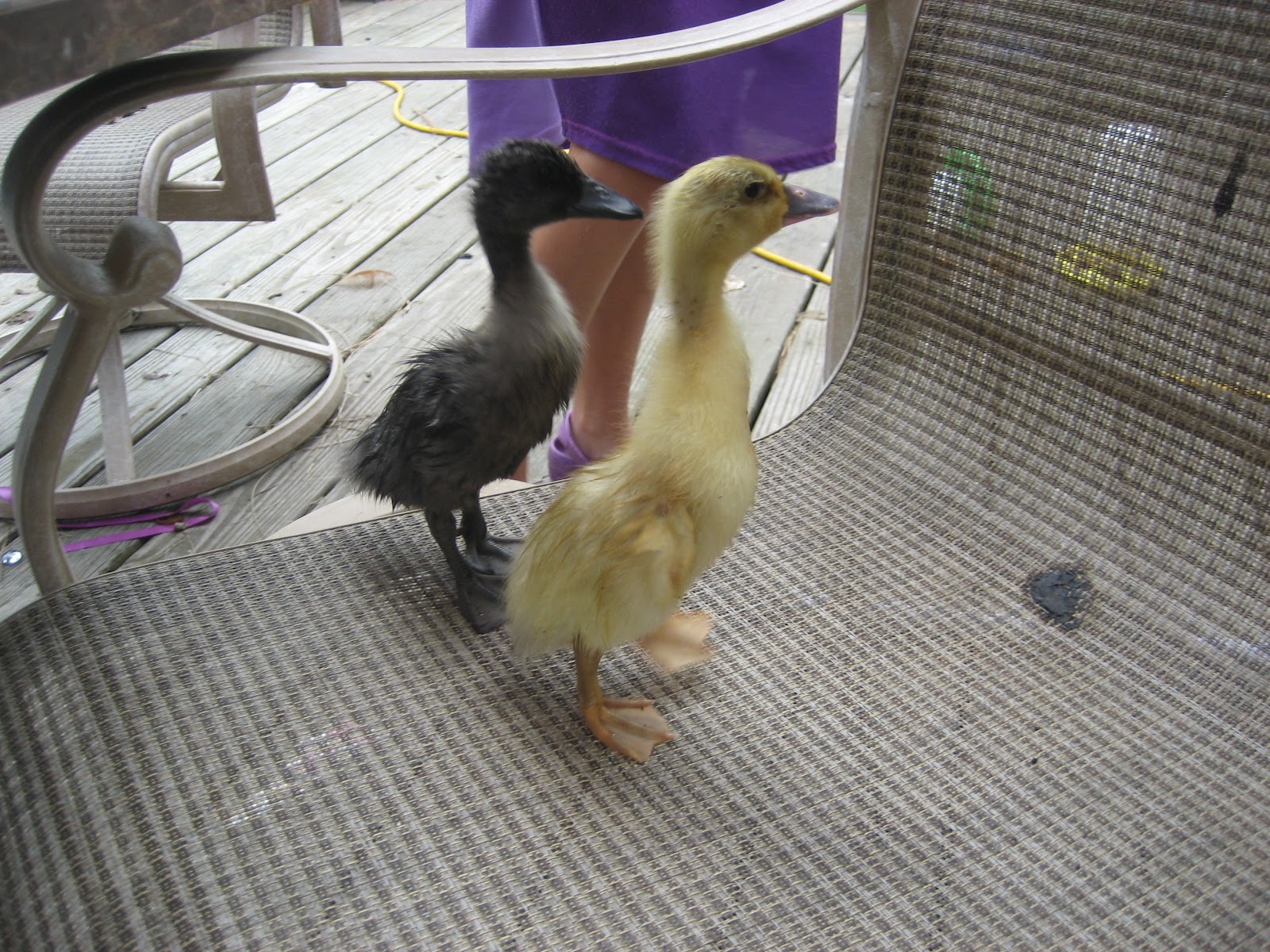 Chicken Scratch Ducks in Diapers