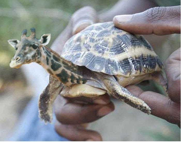 Funny hybrids of different animals - 30 Pics | Curious, Funny Photos