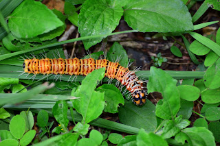 Orange Spiky Caterpillar