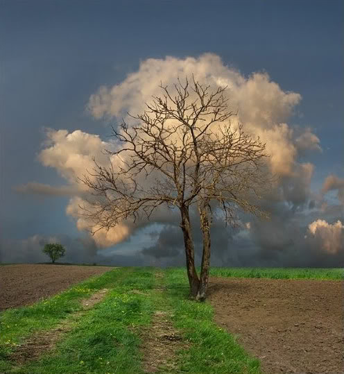 árvore nuvem