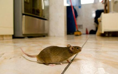 Cara Berkesan Halau Tikus