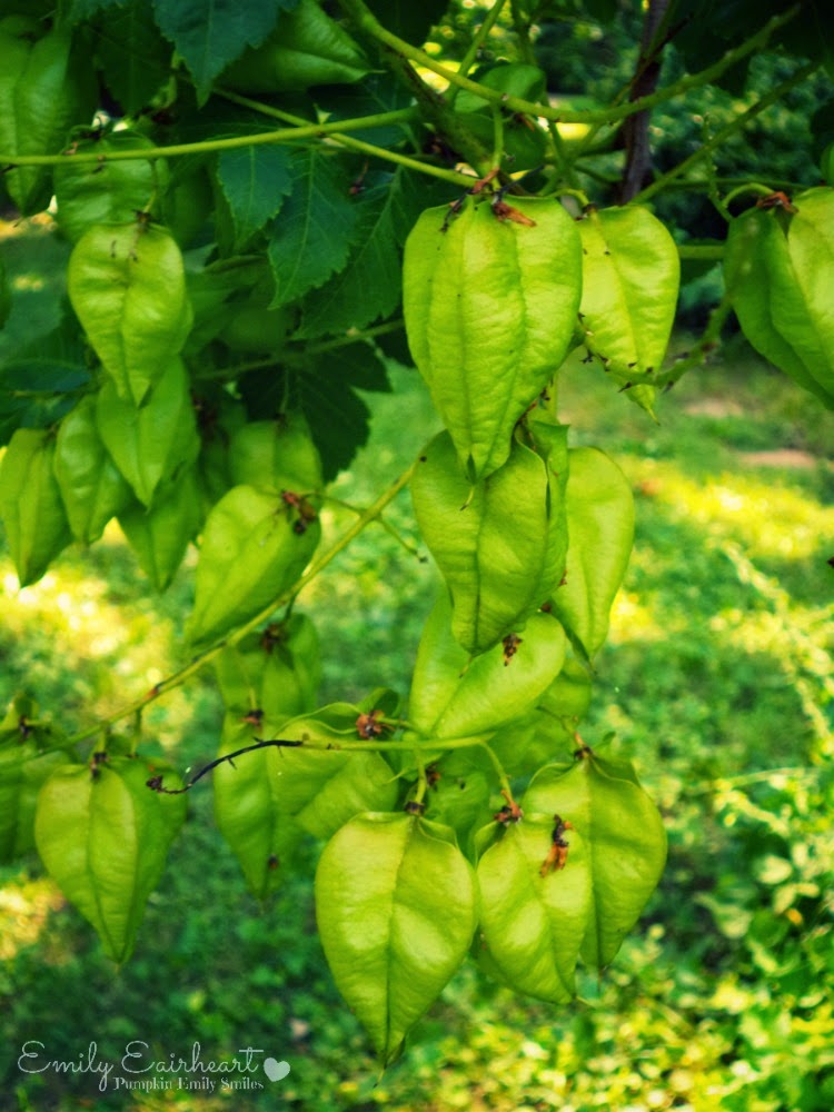 Green leaves from a tree