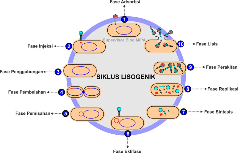 Siklus Lisogenik Pada Virus Siswapedia
