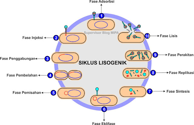 Siklus Lisogenik Pada Virus