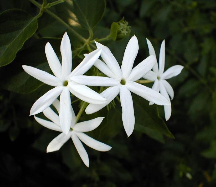 Jasmine Flowers Plant