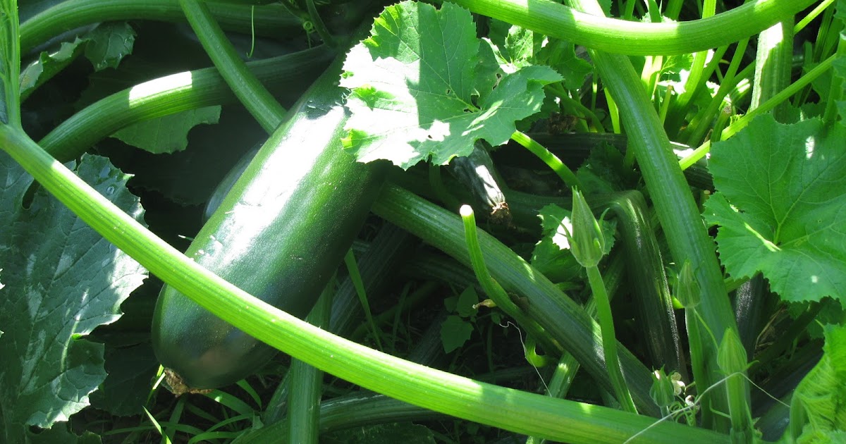 CAMP HOMESCHOOL Zucchini Season Has Arrived