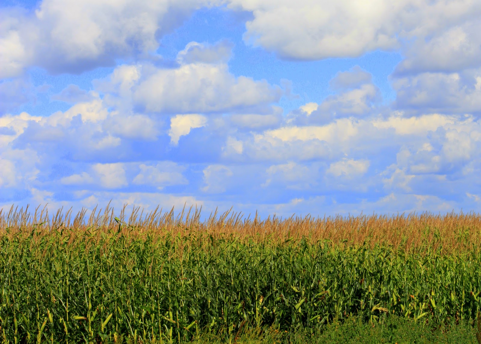 365 Snapshots Minnesota Corn Field / Sunday, September 4