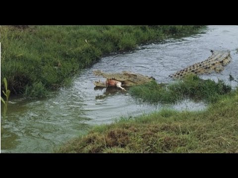 crocodile human eats kills attacks woman girl croc snake australia remains found commotion creek near year python old file