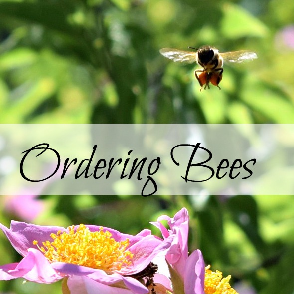 Four tips for ordering bees