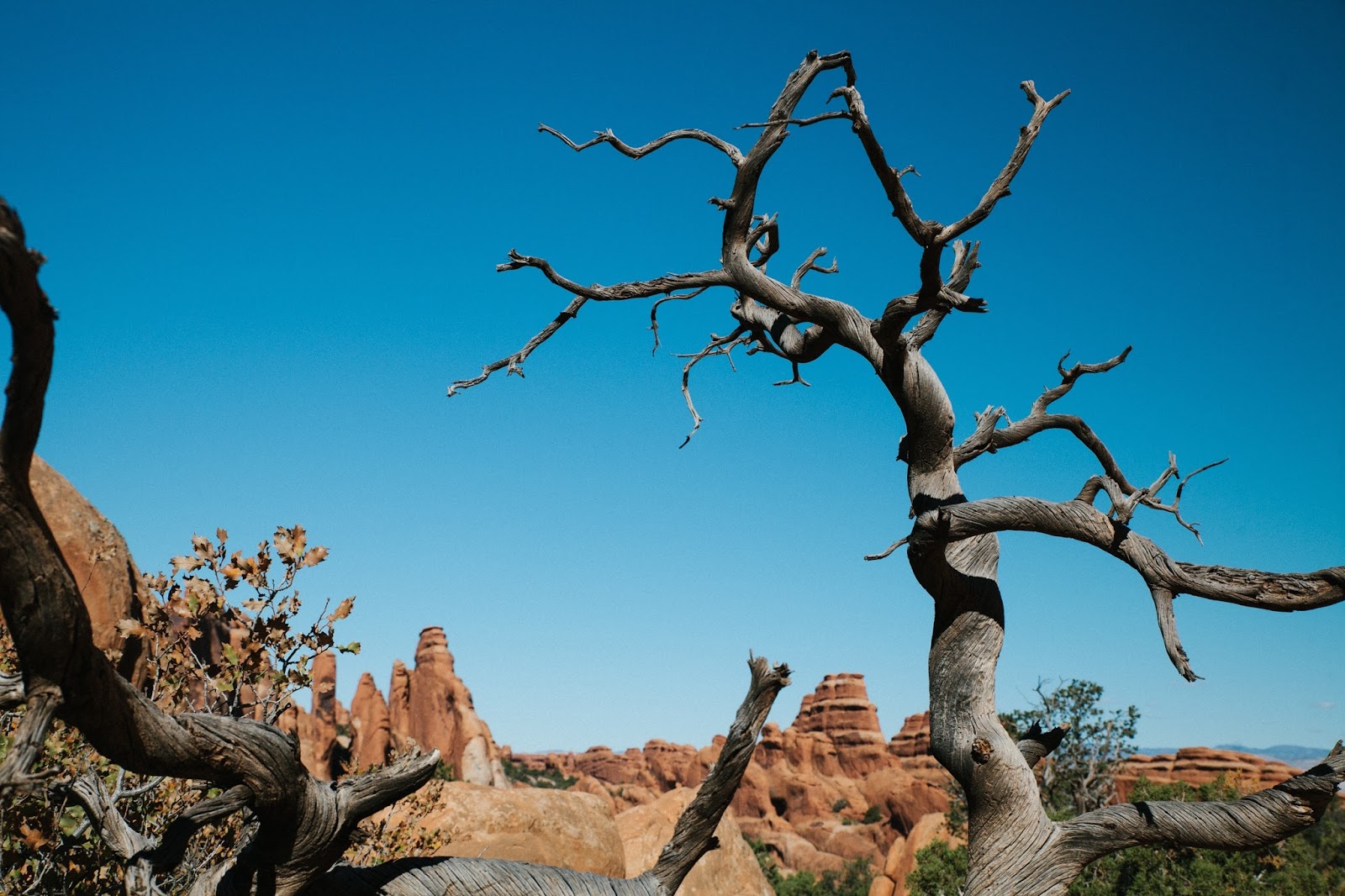 Black Desert Tree Photography
