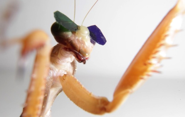 fe%2Bmantis%2Bin%2B3D%2Bglasses%2Blandscape