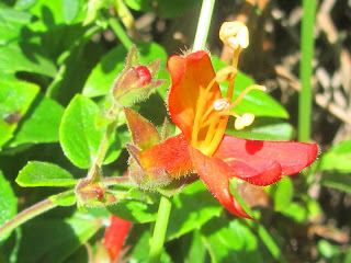 Heart-leaved Penstemon