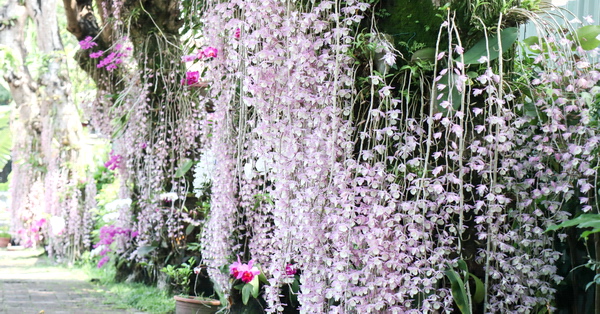南投中興新村石斛蘭瀑布,芒果樹大道長滿芒果也開滿粉紅瀑布蘭 南投中興新村石斛蘭瀑布,芒果樹大道長滿芒果也開滿粉紅瀑布蘭