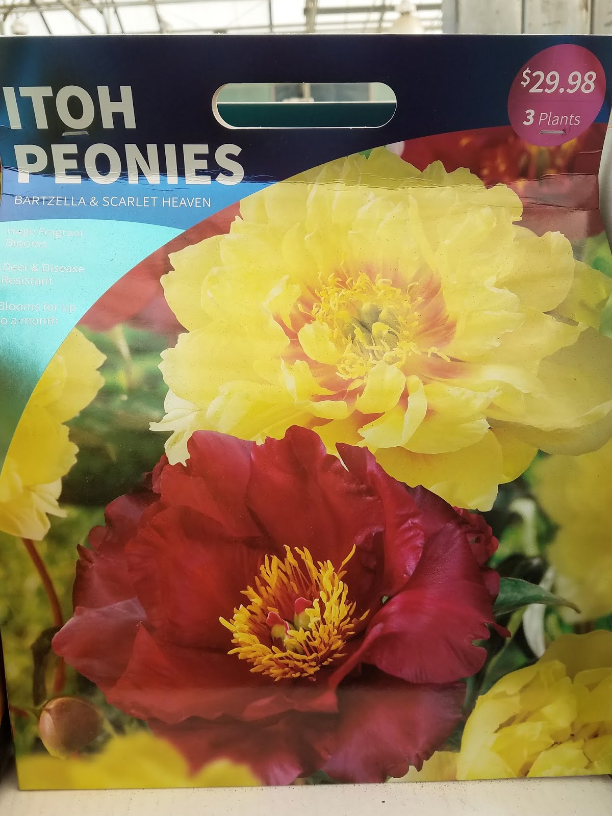 Southern Peony 2019 Intersectional Peonies at Lowe's 3 for 29.98