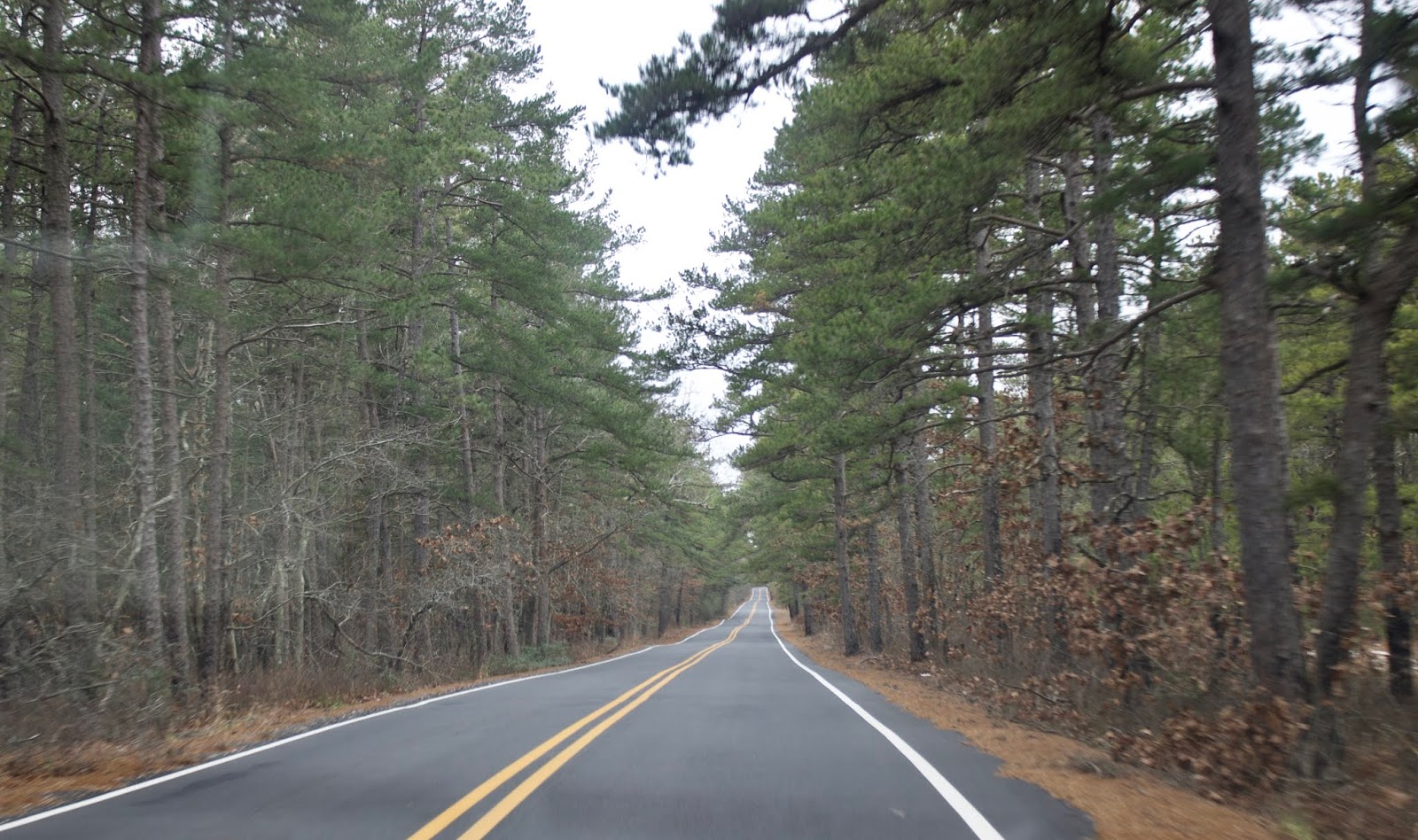 Its All About Life NJ Pine Barrens