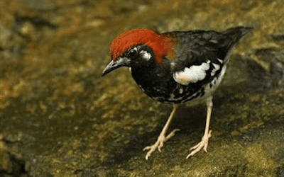 Daftar Harga Burung Anis Kembang Terbaru Dikala Ini