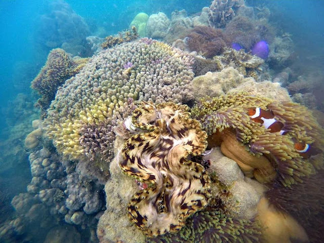 085-33-66-555-45, Wisata Batam Kepri Coral Promotion Modelux Digital Galang Bahari Pulau Abang