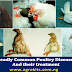  Most Common Poultry Diseases Symptoms And Treatment