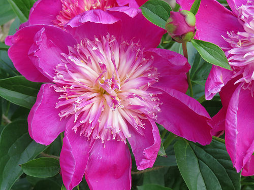 peony