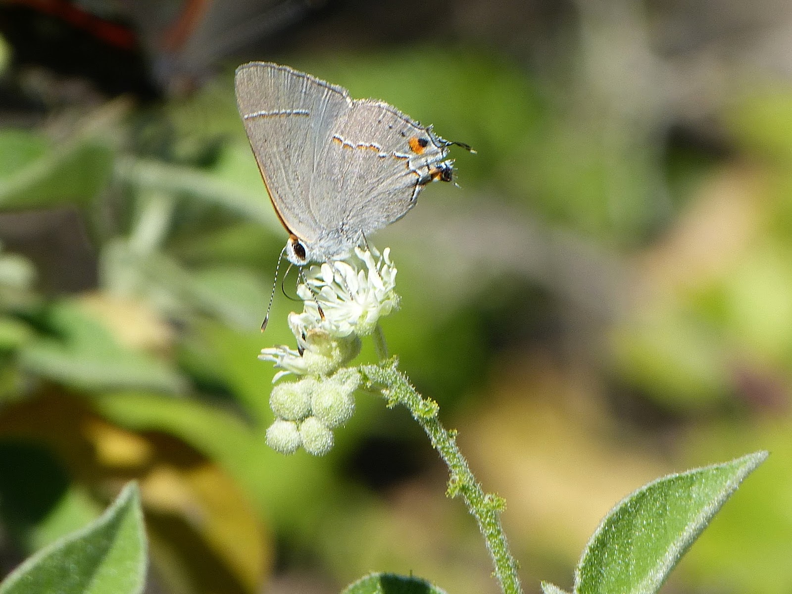 Mount Epsom Butterflies of Texas