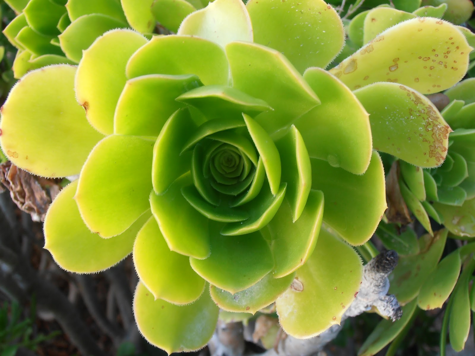 SIEMPREVIVA ARBÓREA: Aeonium arboreum | Plantas rioMoros