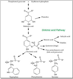 Choose the best option for the precursor to 2-methylpropene